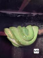 groene boompython, Dieren en Toebehoren, Slang, Tam, 0 tot 2 jaar