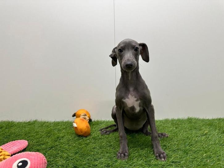 Italiaanse Windhondjes pups, Dieren en Toebehoren, Honden | Windhonden, Meerdere dieren, Overige rassen, Fokker | Professioneel