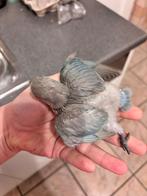 Handtamme Agapornis, Dieren en Toebehoren, Geslacht onbekend, Dwergpapegaai of Agapornis, Geringd