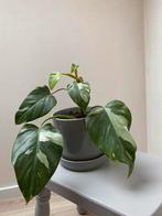 Philodendron white princess, Huis en Inrichting, Kamerplanten, Ophalen