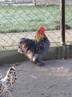 Haantje cochin Kriel, Dieren en Toebehoren, Pluimvee, Mannelijk, Kip