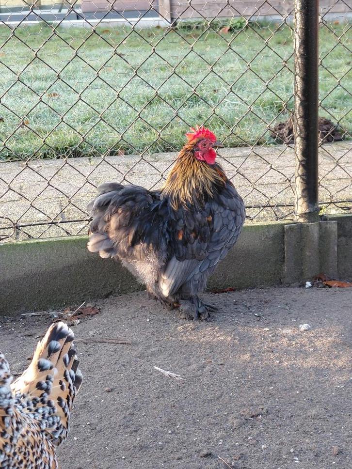 Haantje cochin Kriel, Dieren en Toebehoren, Pluimvee, Kip, Mannelijk