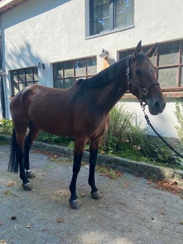 Springpaard te koop, merrie, 8 jaar