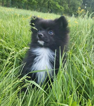 Dwergkees/ kleinkees pomeriaan, Dieren en Toebehoren, België, Keeshond, Reu, CDV (hondenziekte)