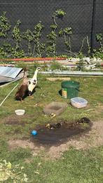 4 kuikentjes plus mama en papa, Dieren en Toebehoren, Pluimvee