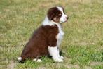 Australische Herder pups te koop (red tri), Dieren en Toebehoren, België, CDV (hondenziekte), 8 tot 15 weken, Teef