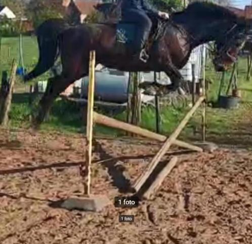 Prachtige brave merrie van zeer goede afstamming, Dieren en Toebehoren, Paarden, Merrie, 160 tot 165 cm, 7 tot 10 jaar, Recreatiepaard
