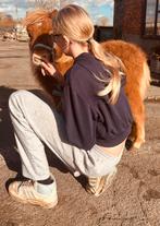 hengsteveulen, Dieren en Toebehoren, Paarden, Hengst