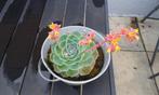 vetplantjes  cedum, Tuin en Terras, Ophalen of Verzenden, Zomer, Vaste plant