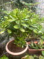 Geldboom of jade plant 70 cm hoog met mooie pot, Tuin en Terras, Planten | Bomen, Ophalen