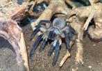 Monocentropus balfouri adult 0.1 inclusief terrarium., Spin of Schorpioen