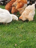 Brahma kippen, Dieren en Toebehoren, Pluimvee, Vrouwelijk, Kip