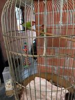 2 Roseicollies met ruime vogelkooi te koop, Ophalen, Gebruikt, Metaal, Vogelkooi