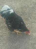 Wyandotte groothoenders, Meerdere dieren, Kip
