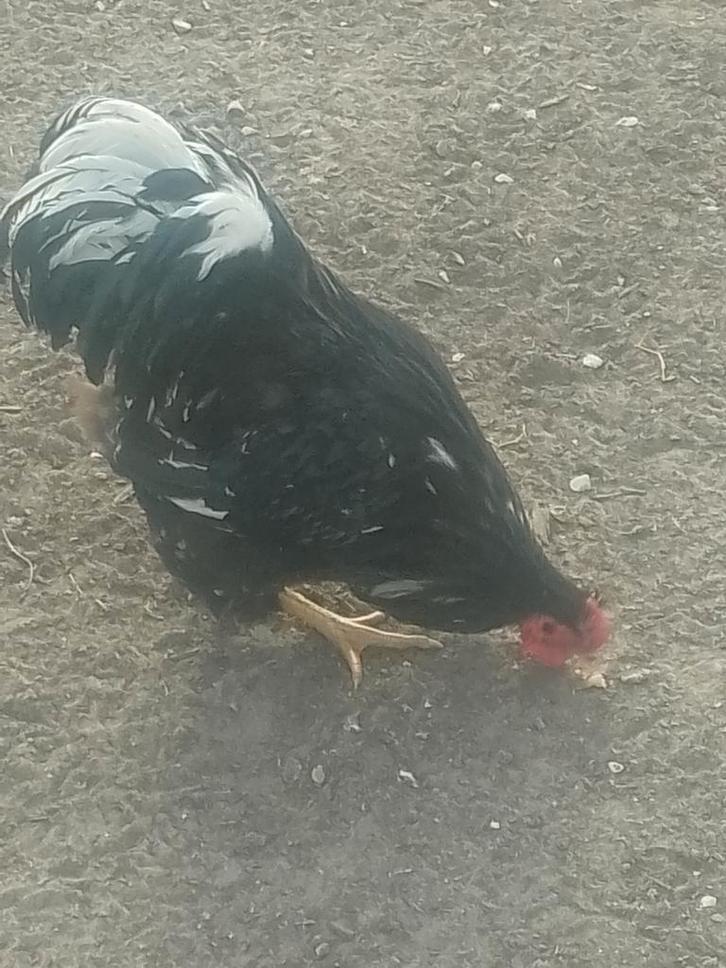 Wyandotte groothoenders, Dieren en Toebehoren, Pluimvee, Kip, Meerdere dieren