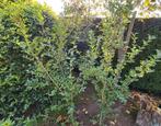 7 liguster planten tussen 90 cm en 240 cm vanaf 3 euro, Jardin & Terrasse, Plantes | Arbustes & Haies, 100 à 250 cm, Enlèvement
