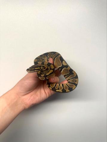 0.1 DH axanthic vpi clown - Python regius disponible aux enchères