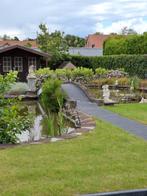 Zoek vissen voor mijn vijver,wel gratis, Tuin en Terras, Ophalen of Verzenden, Zo goed als nieuw