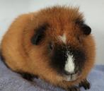 Buff bont cali zwart rex beer, Dieren en Toebehoren, Knaagdieren, Cavia, Mannelijk, Januari, Tam