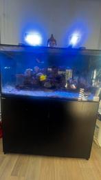 Technisch zee aquarium, Vis, Zoetwatervis