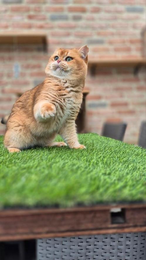 Britse korthaar dekkater, Dieren en Toebehoren, Katten en Kittens | Dekkaters, 0 tot 2 jaar