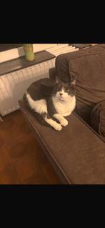 Gratıs twee katten, Enlèvement