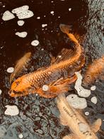 Vlinder koi, Tuin en Terras, Ophalen of Verzenden