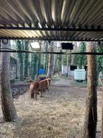 Plekje aan huis voor veulen of paard op rust, Stalling, 1 paard of pony