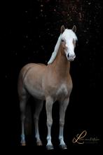 Prachtige 4 jarige haflinger merrie, Dieren en Toebehoren, Merrie, Minder dan 160 cm, B, Gechipt