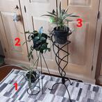 Mooie kamerplanten vanaf 3€/st, Eventueel met staander, Ophalen of Verzenden, In pot