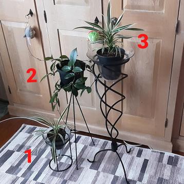 Mooie kamerplanten vanaf 3€/st, Eventueel met staander beschikbaar voor biedingen