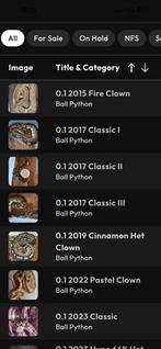 Volwassen Ball Python Vrouwen, Animaux & Accessoires, Serpent