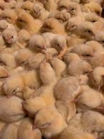 Mestkuikens slachtkippen ross 308, Dieren en Toebehoren