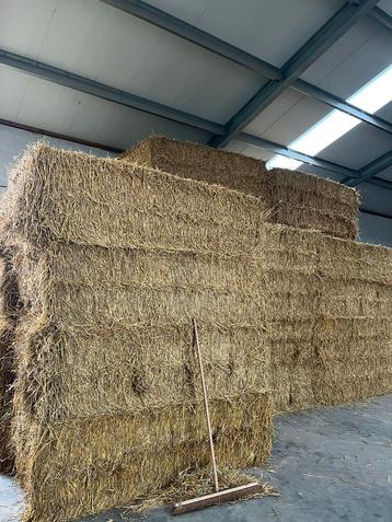 Grote pakken tarwe stro beschikbaar voor biedingen