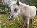 Mooi en lief Silver d’appele merrieveulen zoekt warme plek, Dieren en Toebehoren, Pony's