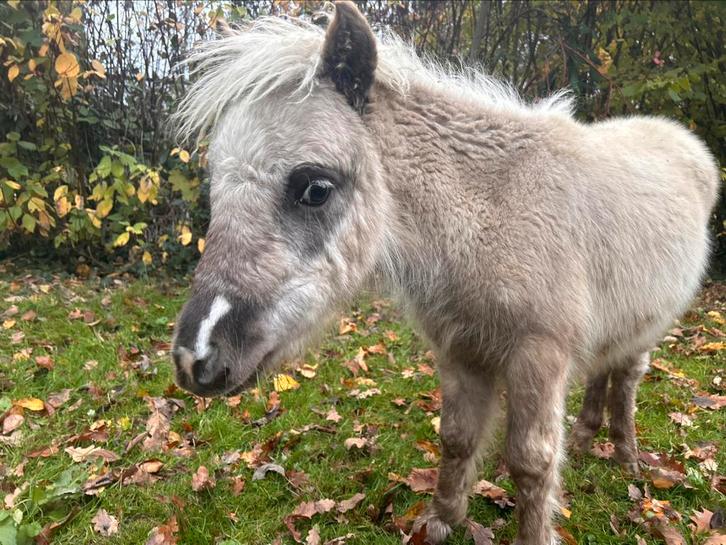 Mooi en lief Silver d’appele merrieveulen zoekt warme plek, Dieren en Toebehoren, Pony's
