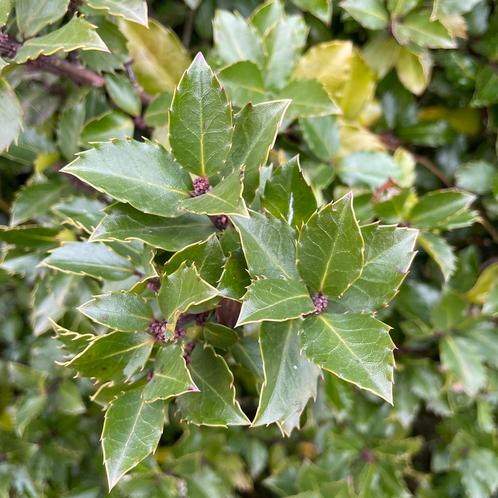 Ilex blue prince, Tuin en Terras, Planten | Struiken en Hagen, Taxus, Ophalen of Verzenden