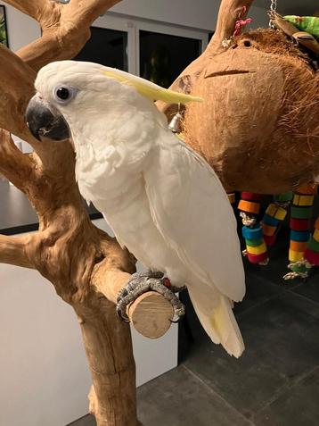 Big Triton Cacatoos, un bébé super apprivoisé, avec de l'ADN, Animaux & Accessoires, Mâle, Perroquet, Domestique