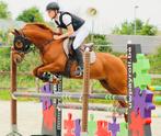 ⸻   Veelzijdige Welsh Cob ruin (15j, 1m48, vos), Dieren en Toebehoren, Pony's, B, Gechipt, Ruin, Springpony