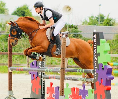 ⸻   Veelzijdige Welsh Cob ruin (15j, 1m48, vos), Dieren en Toebehoren, Pony's, Ruin, B, D pony (1.37m tot 1.48m), Springpony, 11 jaar of ouder