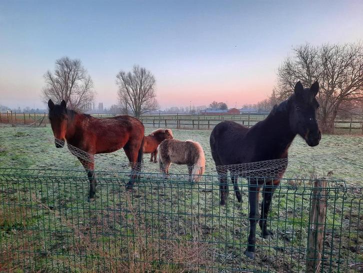 19 jarige zwarte merrie en 9 jarige vosse ruin, Dieren en Toebehoren, Paarden