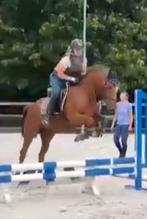 D Pony om te rijden door talentvolle ruiter gratis, Merrie, B
