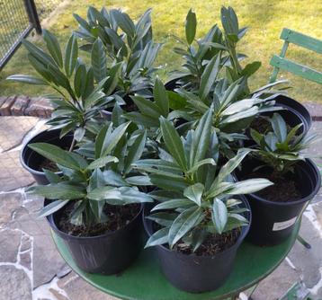 prunus laurocerasus ‘Otto Luyken’ of laurierkers 11 planten beschikbaar voor biedingen
