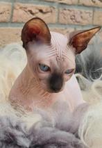 SPHYNX KITTENS BLUE POINT GEBOREN 25AUGUSTUS, Dieren en Toebehoren, Katten en Kittens | Raskatten | Korthaar, Meerdere dieren