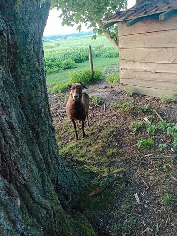 Lief Ouessantschaapje zoekt nieuwe weide, Femelle, Mouton, 6 ans ou plus