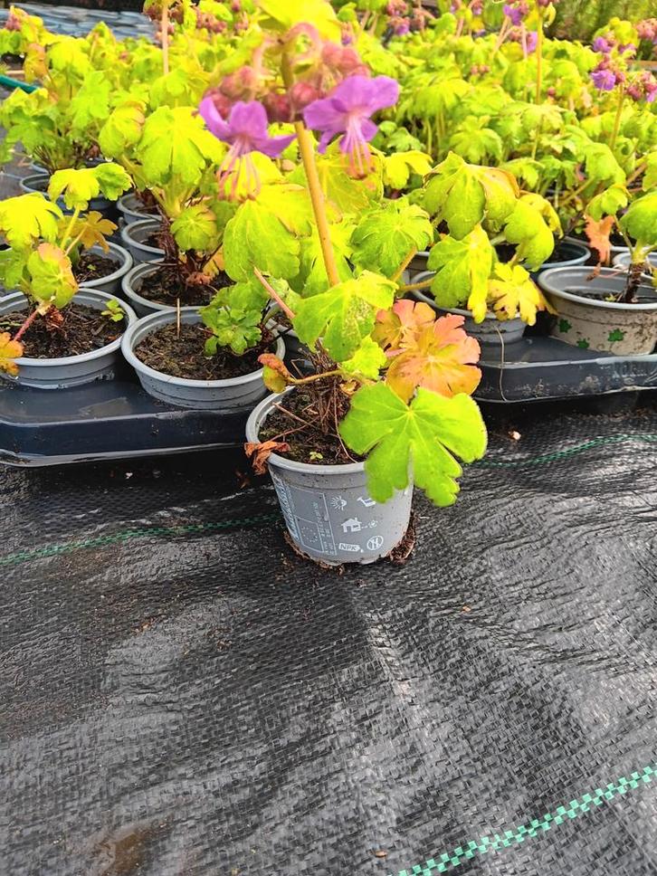 Geranium macrorrhizum, Tuin en Terras, Planten | Tuinplanten, Ophalen