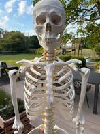 ANATOMISCH SKELET (ideaal voor lessen anatomie,fysiologie,…), Diversen, Ophalen, Zo goed als nieuw