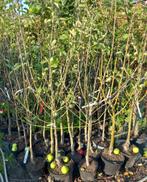 APPELBOMEN, Laagstam 15€/stuk, Halfstam 22€/st, Hoogstam 30€, Tuin en Terras, Ophalen, Volle zon, Vaste plant, Fruitplanten