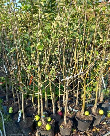 APPELBOMEN (IN POT),  IDEAAL NU AANPLANTEN  beschikbaar voor biedingen