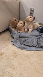 Prachtige golden rertriever pups, Dieren en Toebehoren, Golden retriever, België, Fokker | Hobbymatig, 8 tot 15 weken